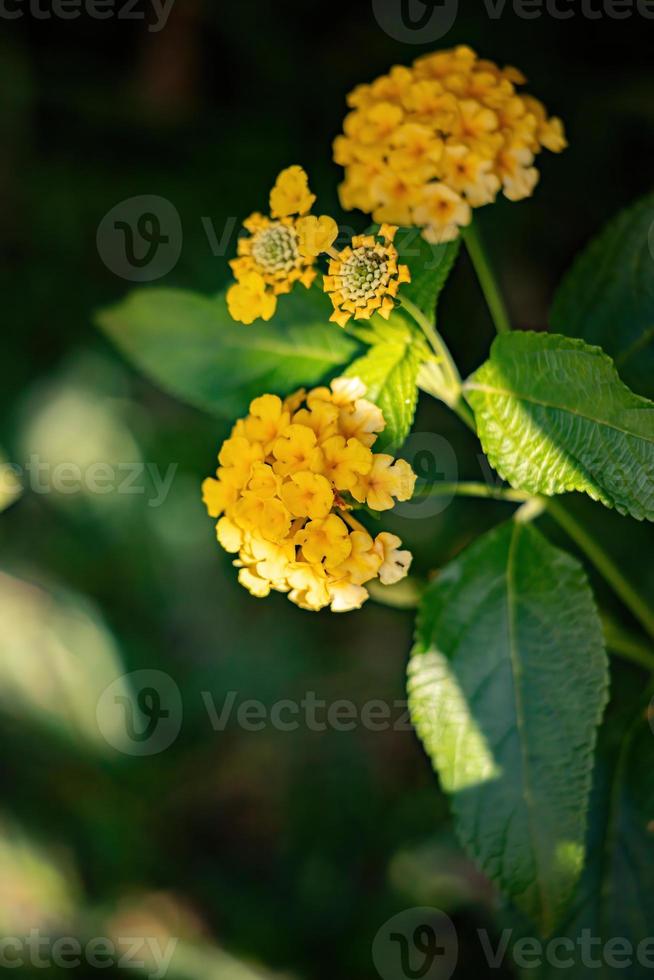 flor de lantana comum foto