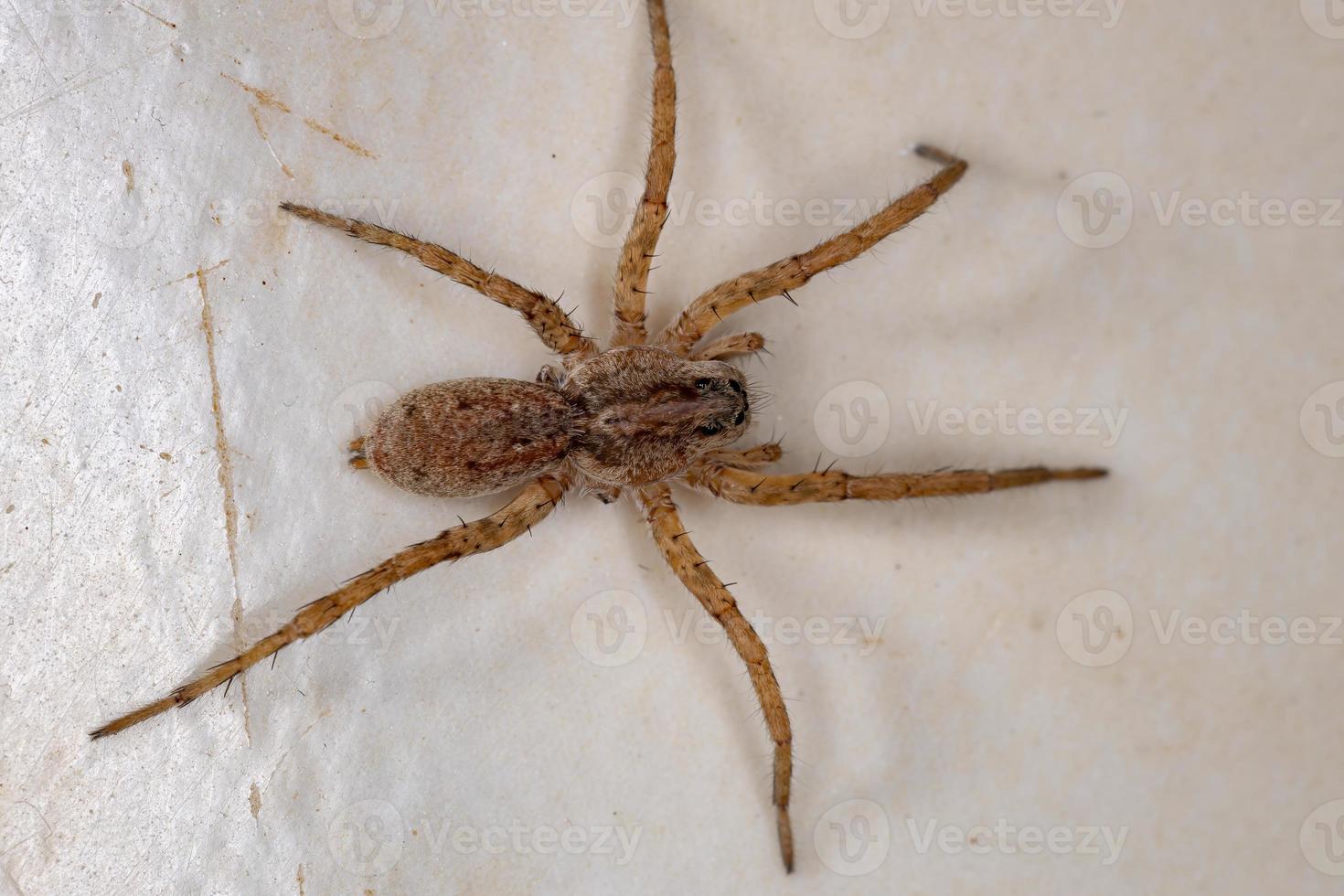 aranha-lobo da família lycosidae foto