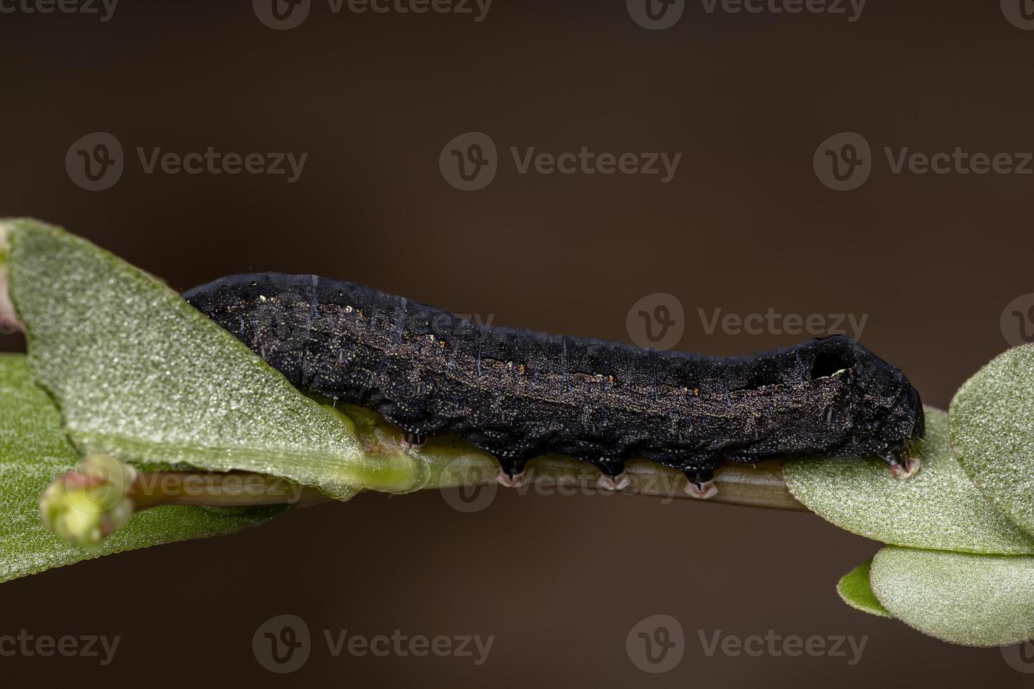 lagarta comendo uma planta de beldroega comum foto