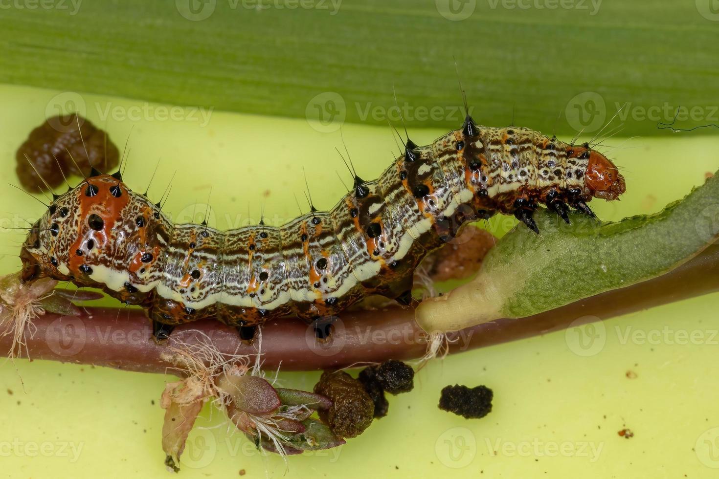 lagarta comendo uma planta comum beldroegas foto