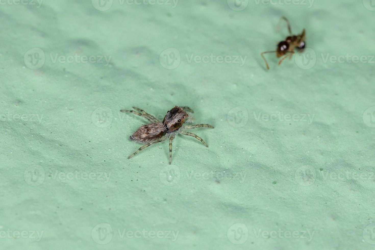 pequena aranha cinza saltadora foto