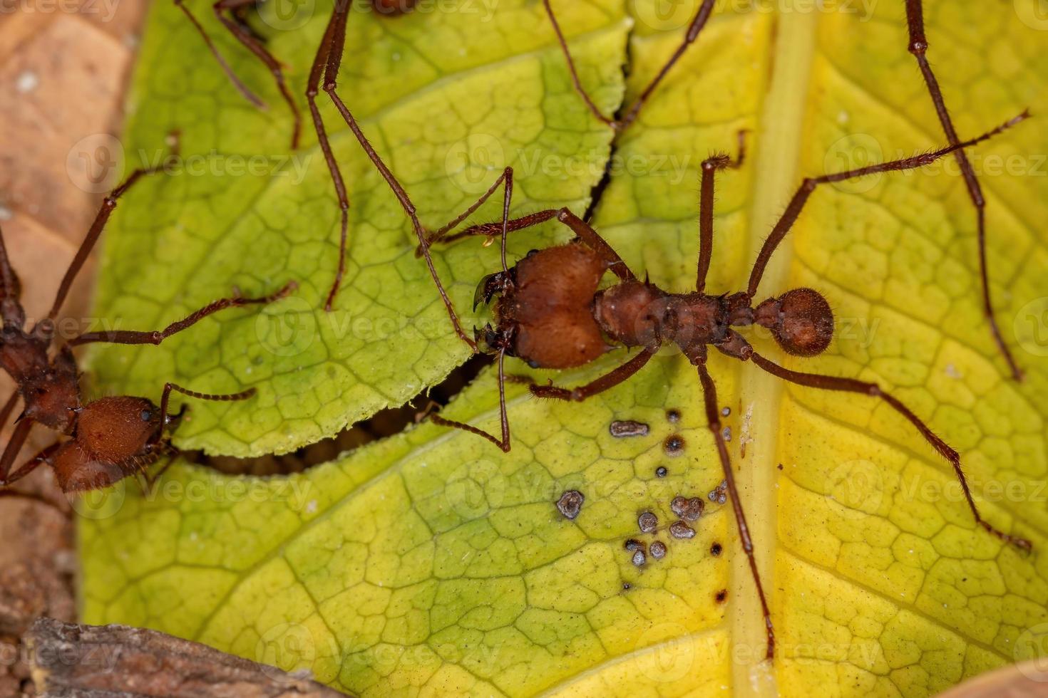 formiga cortadeira atta foto