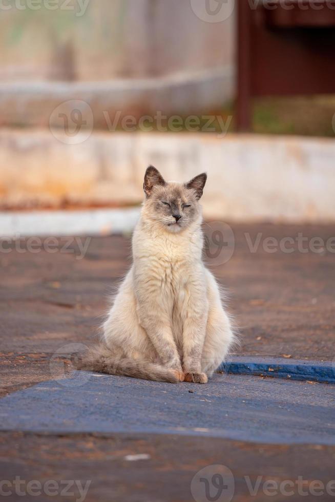 cara de gato doméstico foto