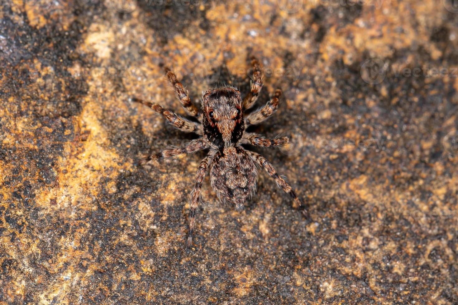 pequena aranha saltadora foto