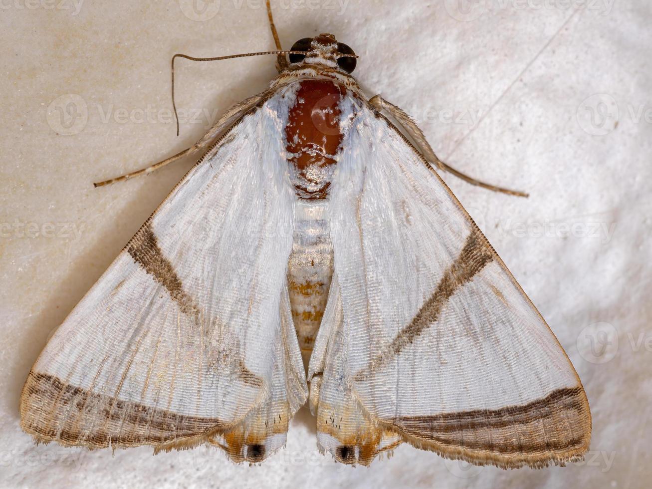 mariposa branca abaixo das asas foto