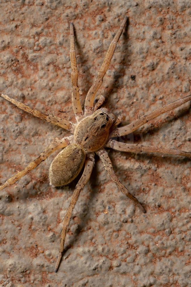 aranha lobo adulta foto