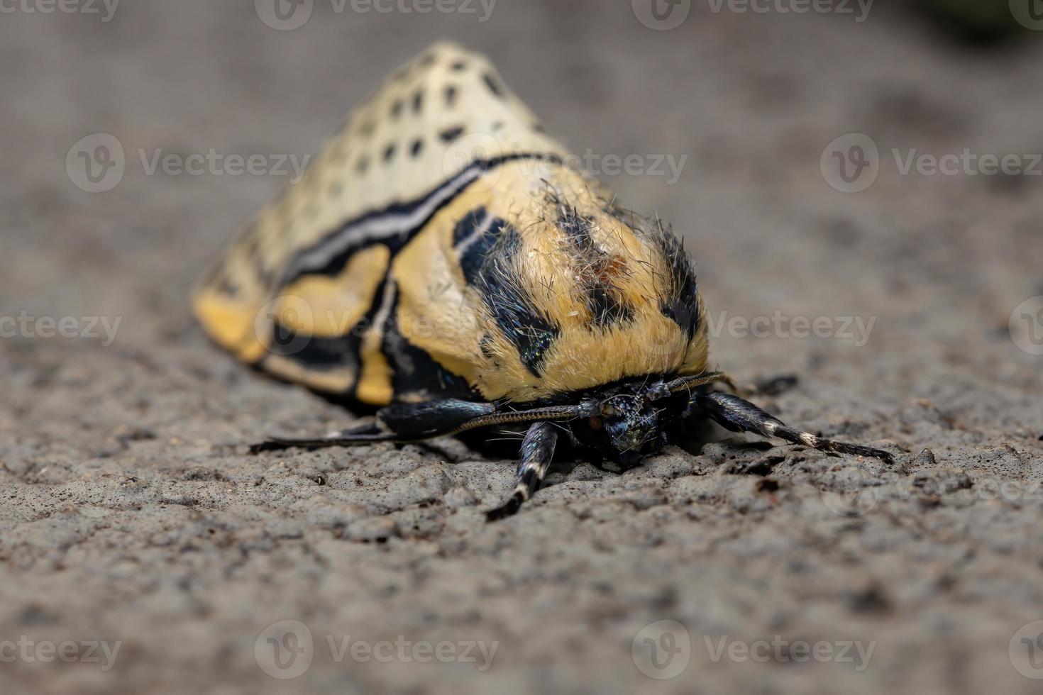 mariposa hieroglífica adulta foto