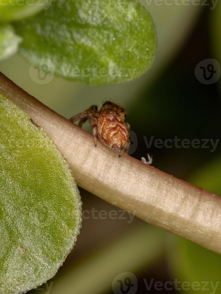 pequena aranha saltadora laranja foto