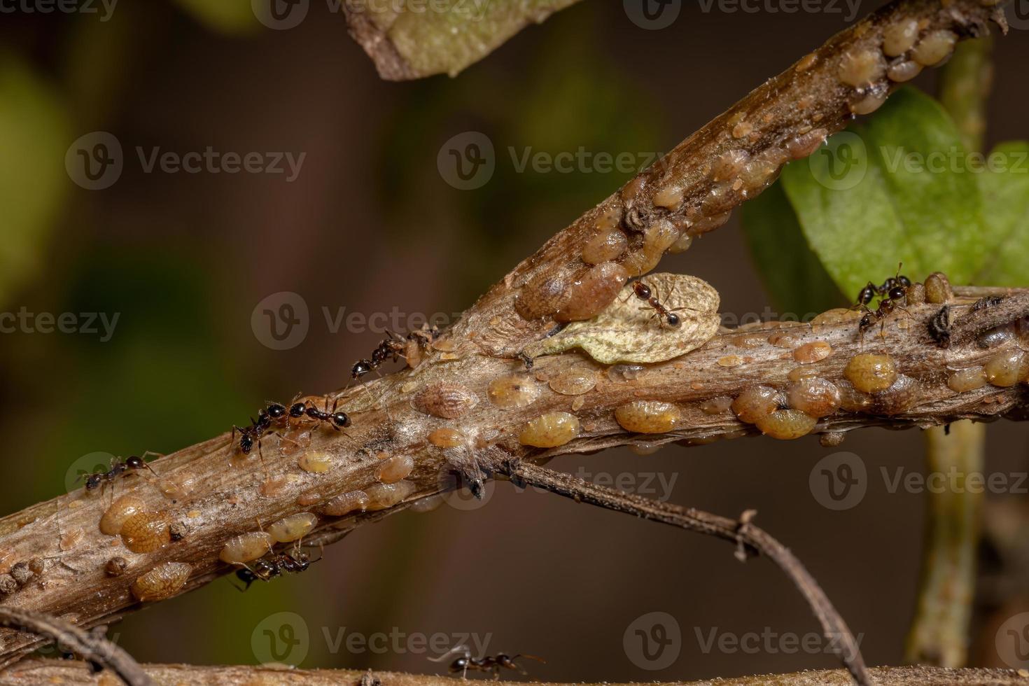 formigas em simbiose com insetos de escama de tartaruga foto