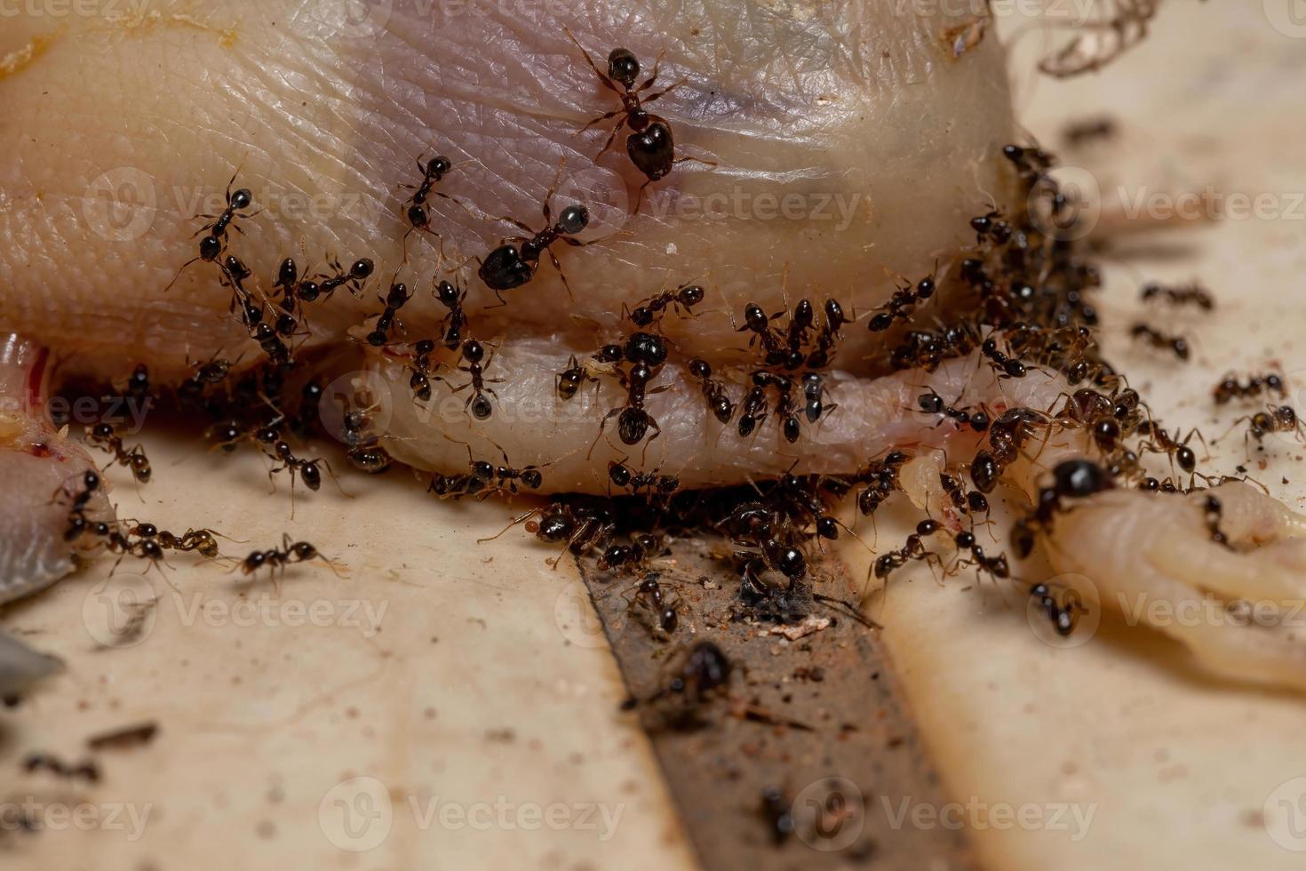 formigas atacando um pássaro morto foto