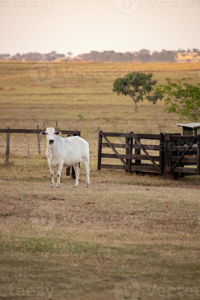 vaca adulta em uma fazenda foto