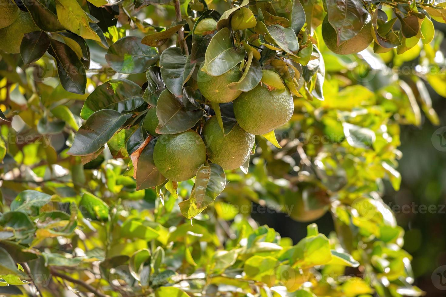 fruta laranja com foco seletivo foto