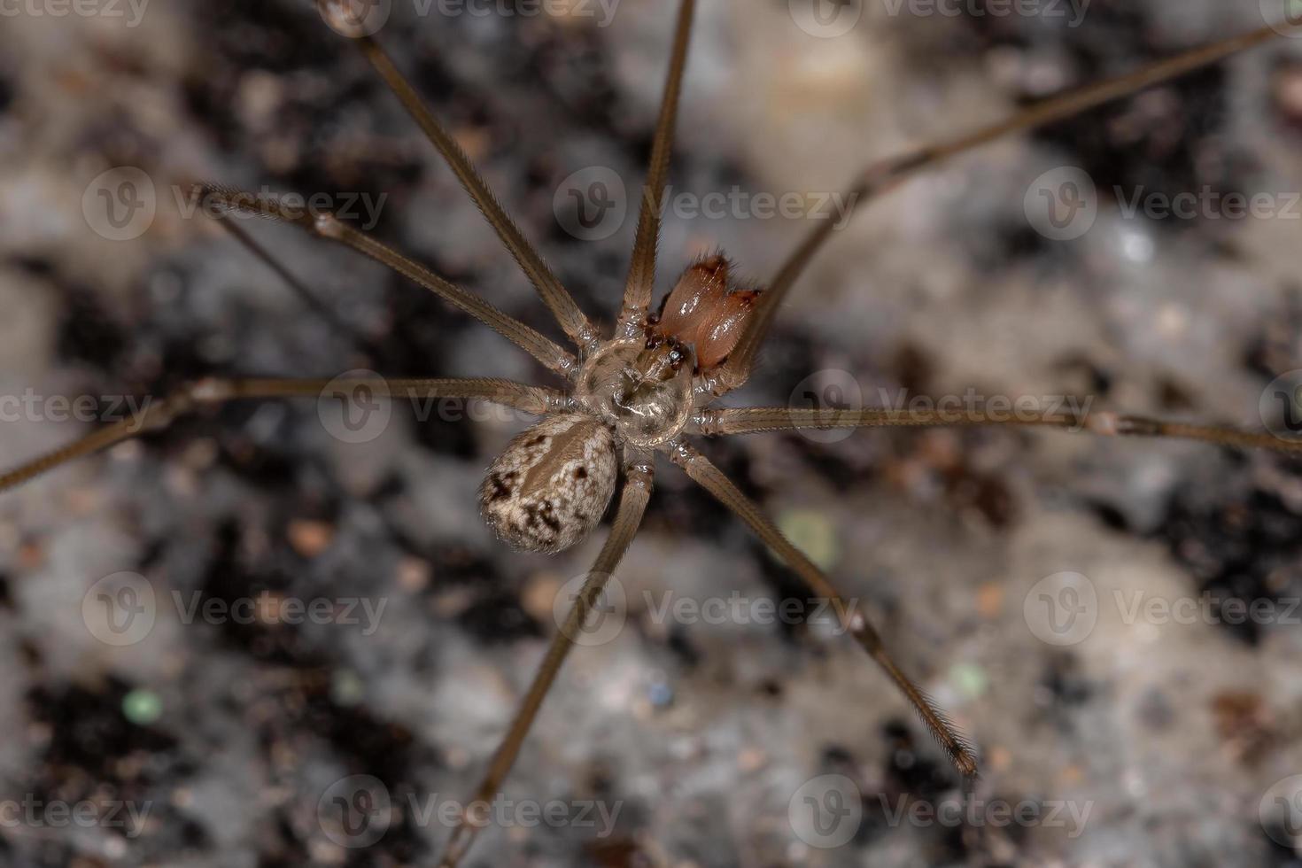 aranha adega de corpo curto adulto foto