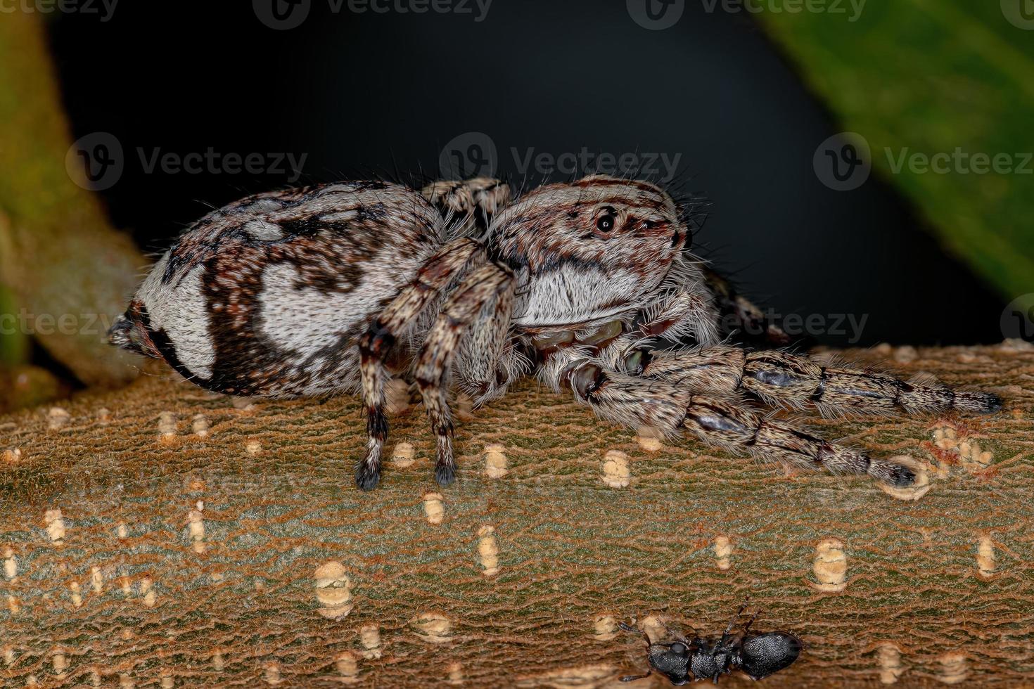 aranha saltadora gigante foto