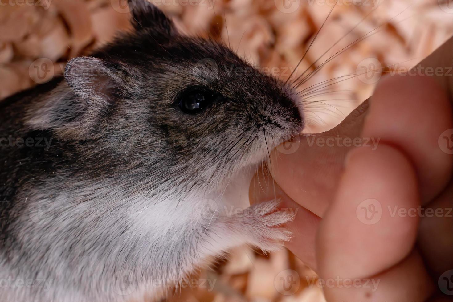 hamster anão Campbell foto