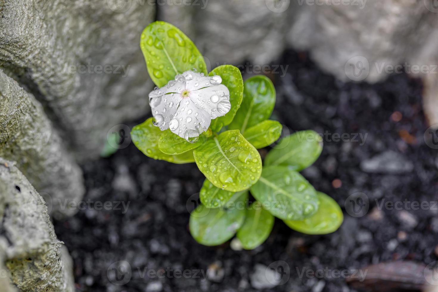 planta pervinca madagascar foto