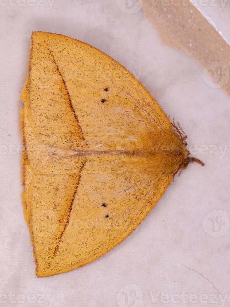 mariposa amarela gigante foto