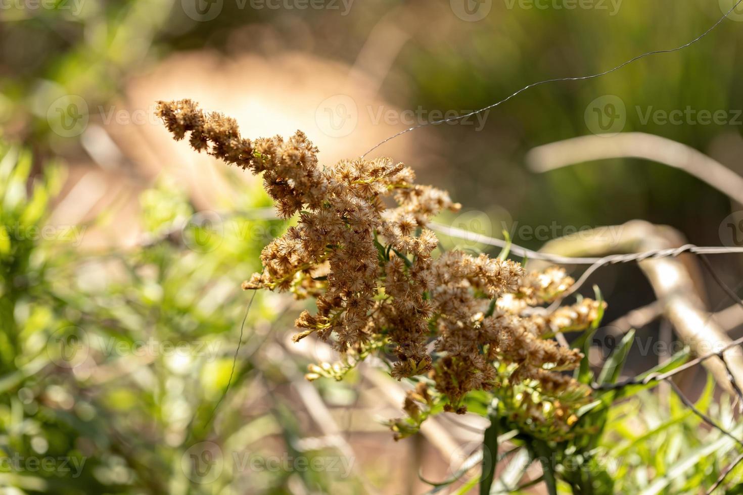 planta de anis goldenrod foto