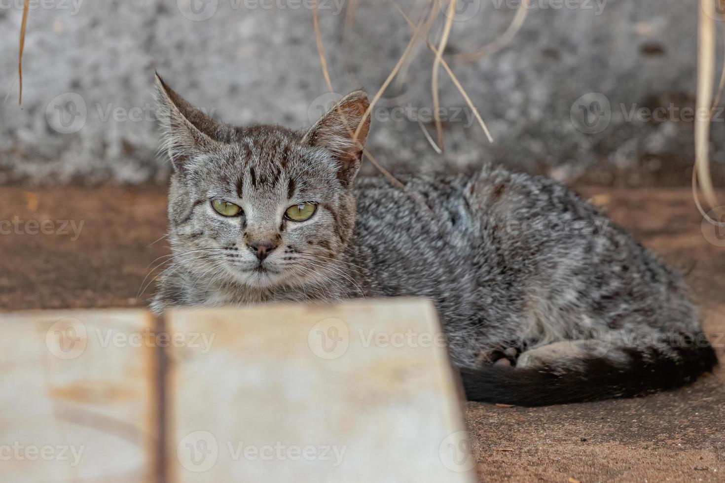 gato doméstico selvagem foto