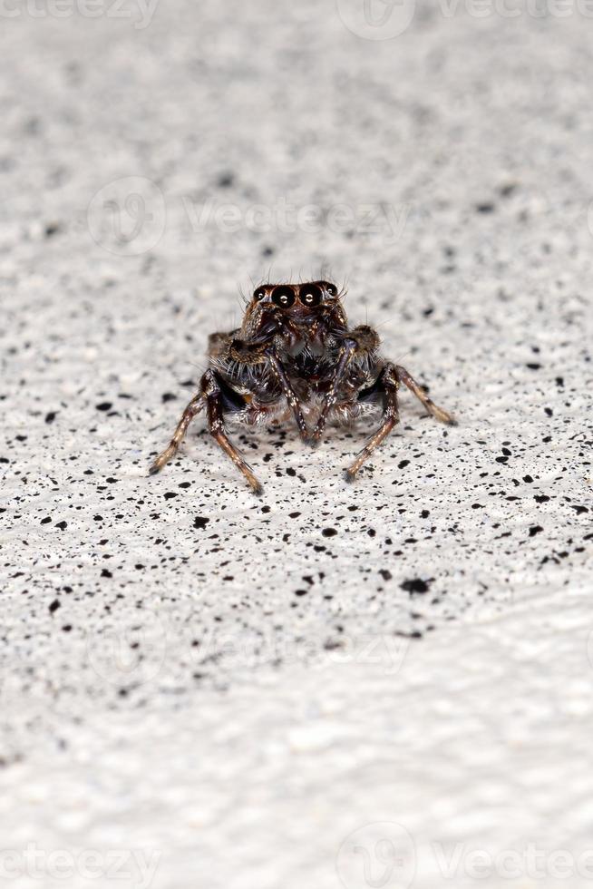 aranha saltadora masculina foto