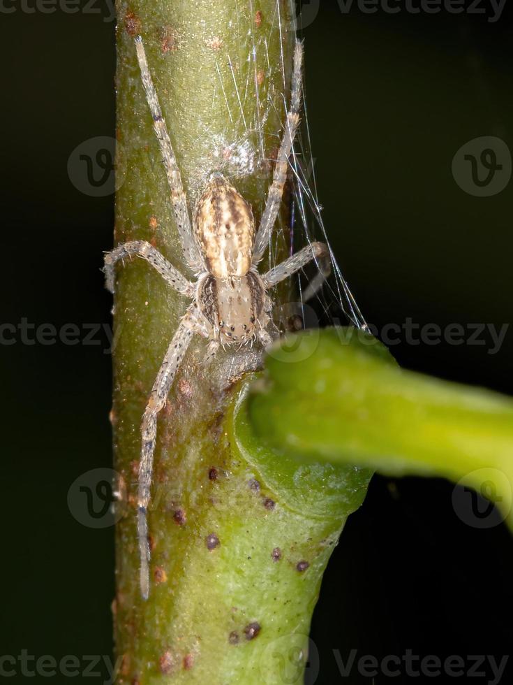 aranha caranguejo correndo foto