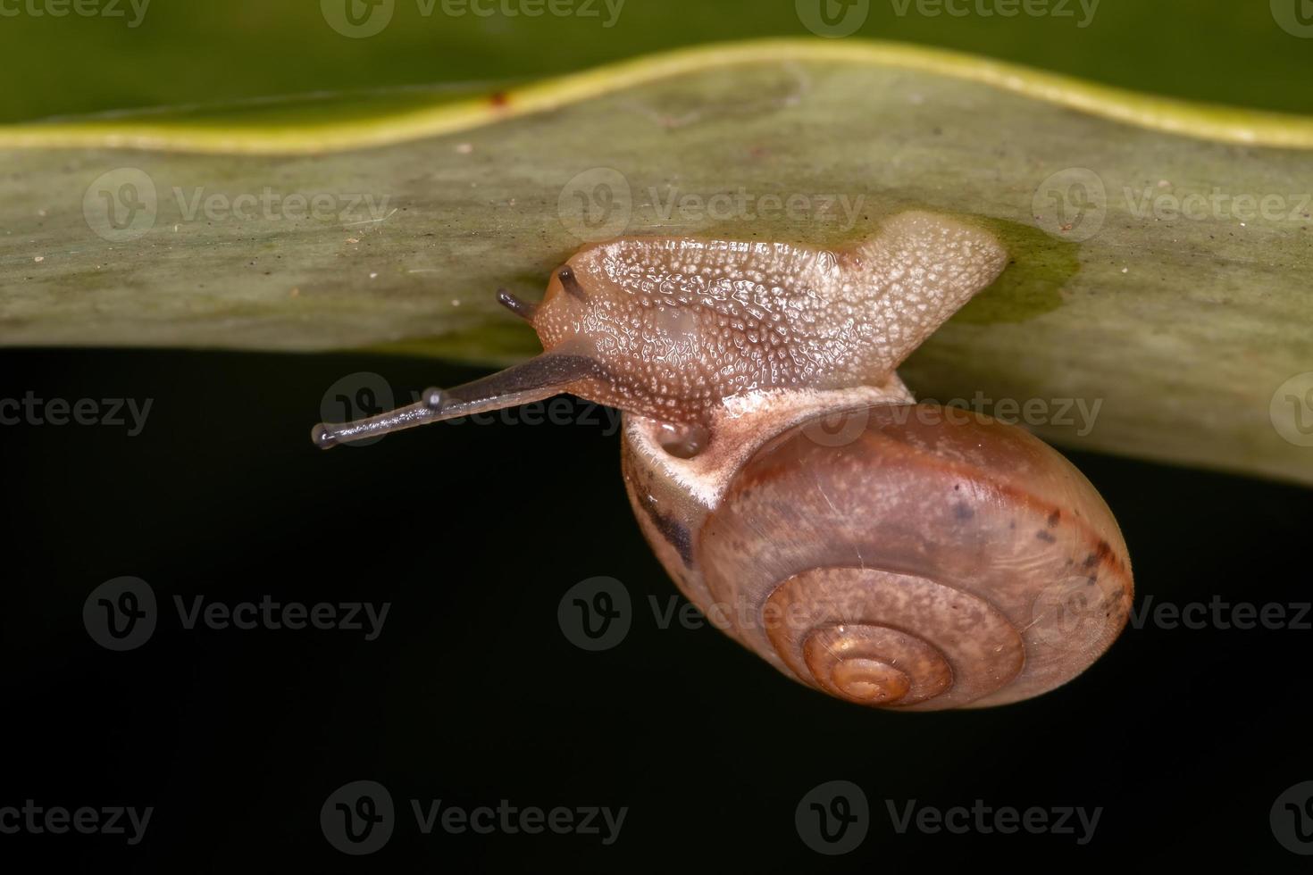 caracol vagabundo asiático foto