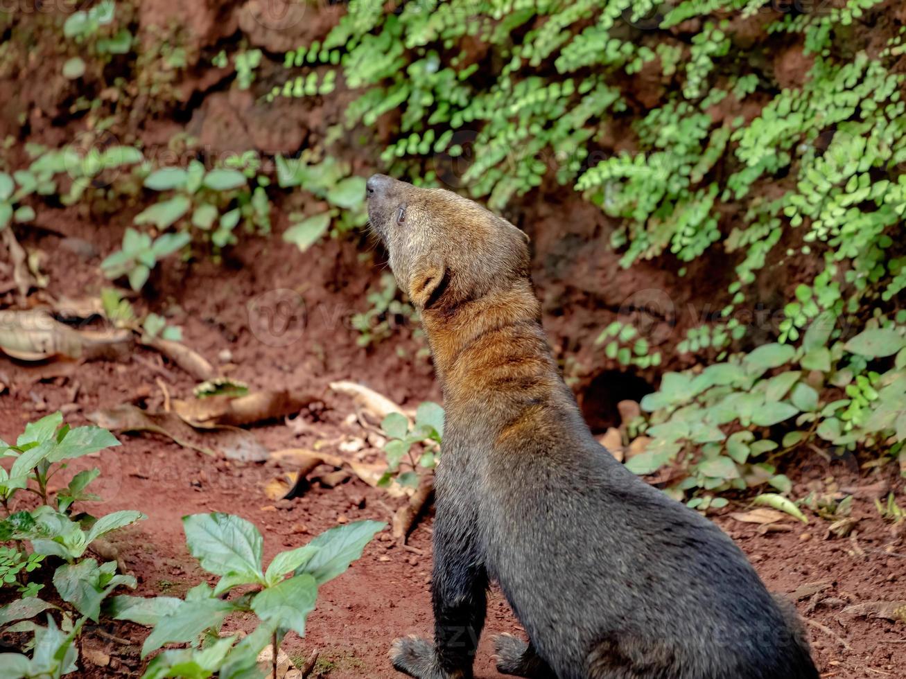 animal selvagem tayra foto