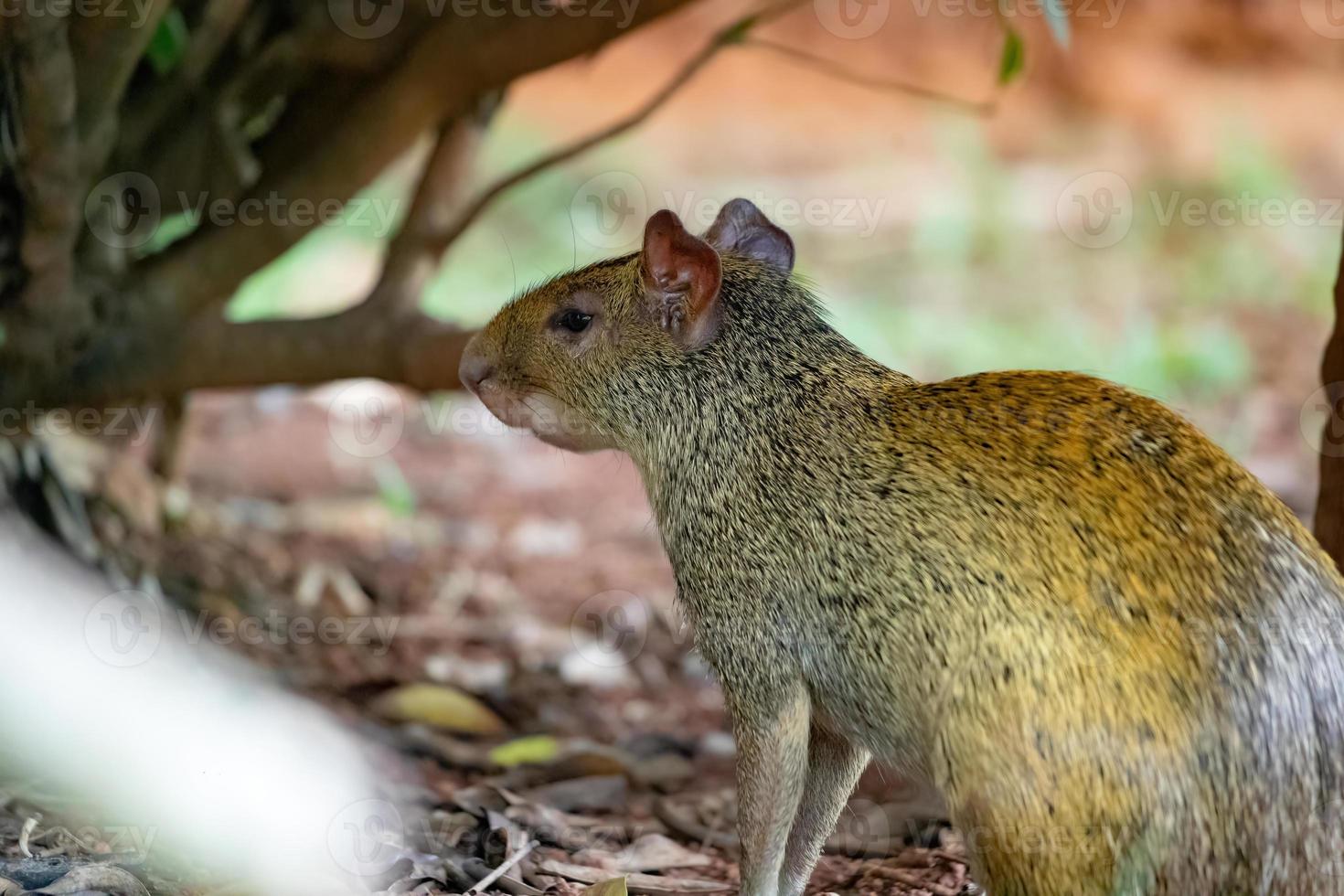 cutia animal selvagem do gênero dasyprocta foto