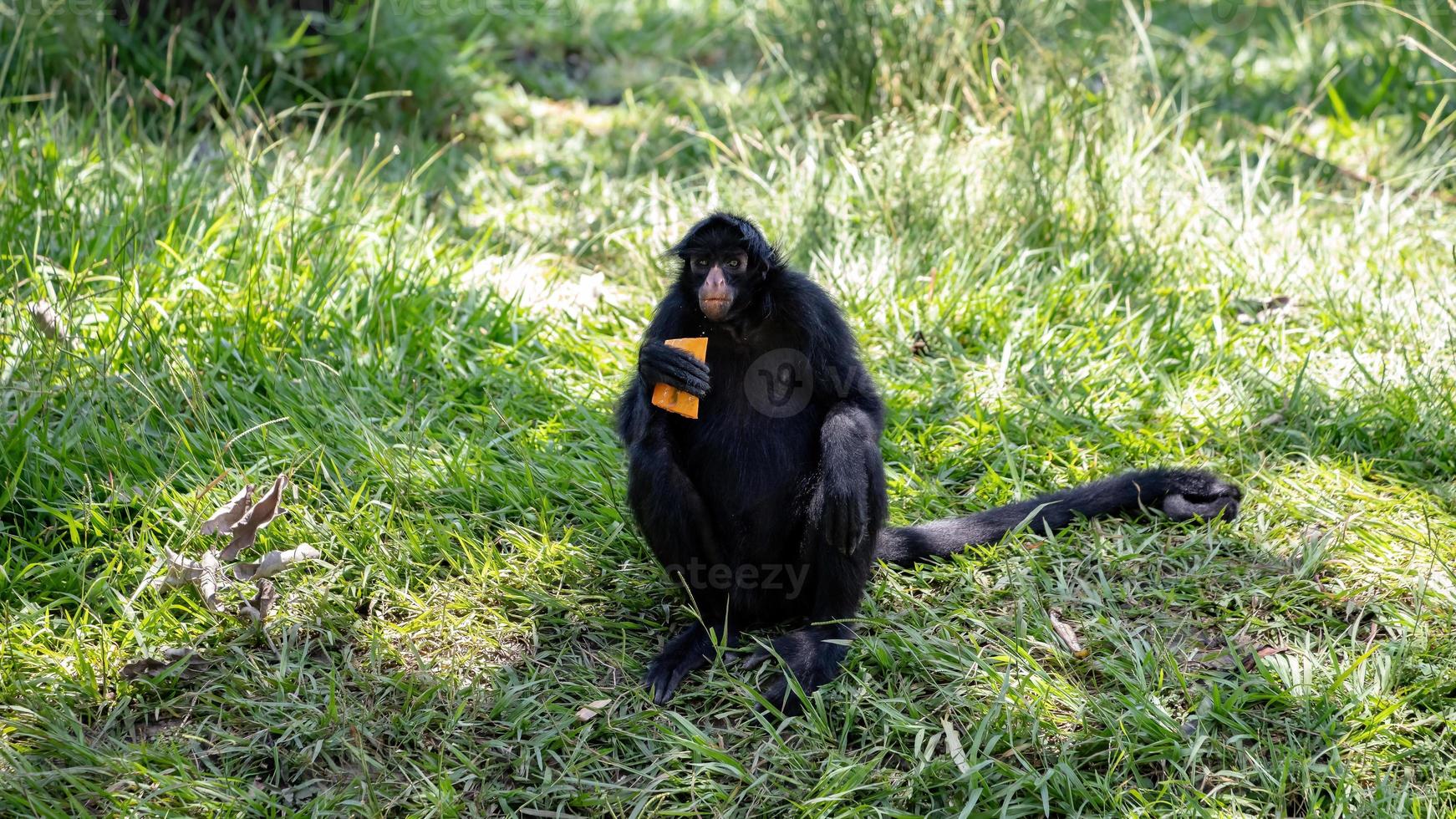 macaco-aranha preto de cara preta foto