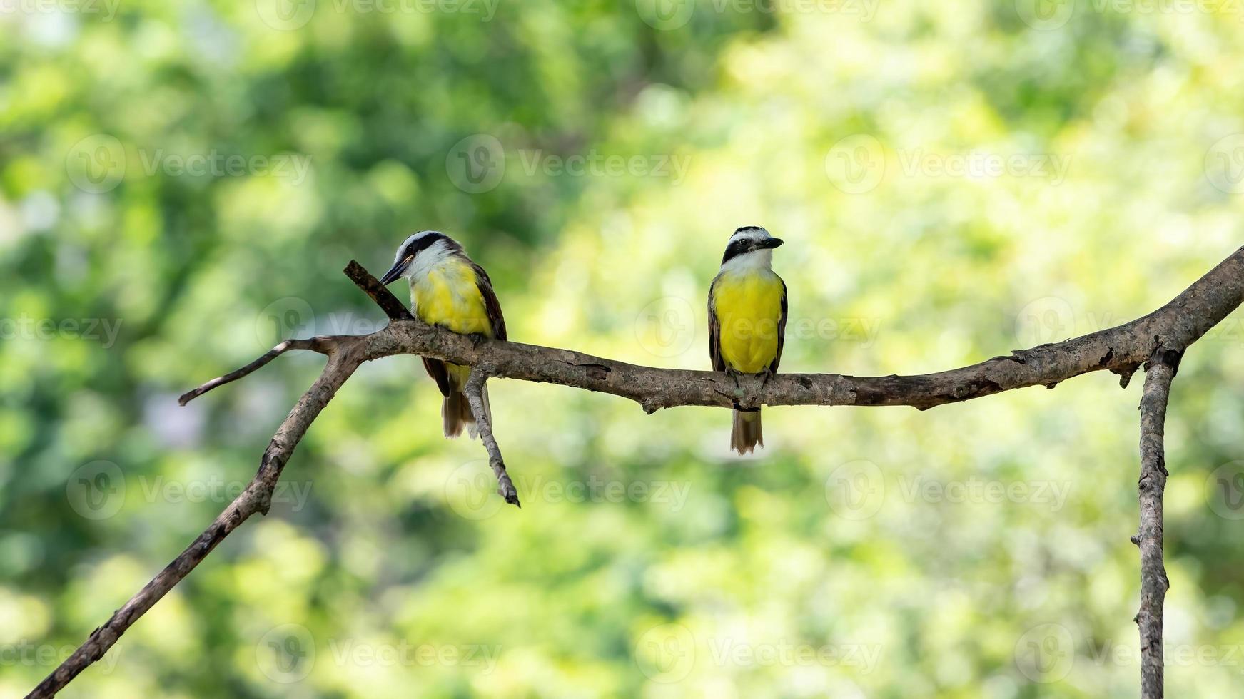 grande animal kiskadee foto