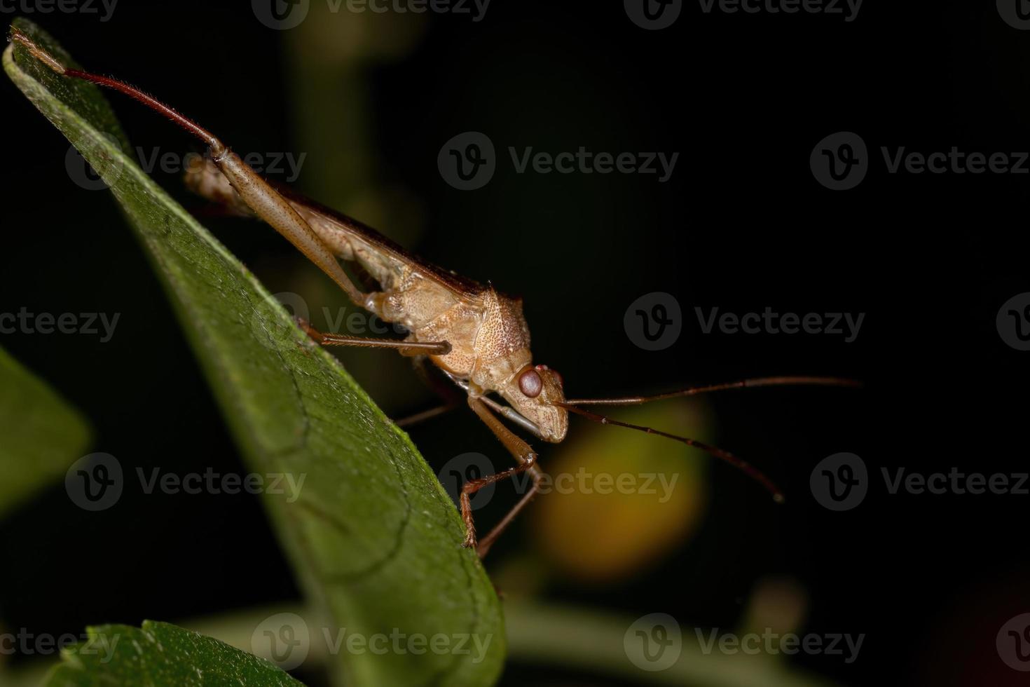 inseto adulto de cabeça larga foto