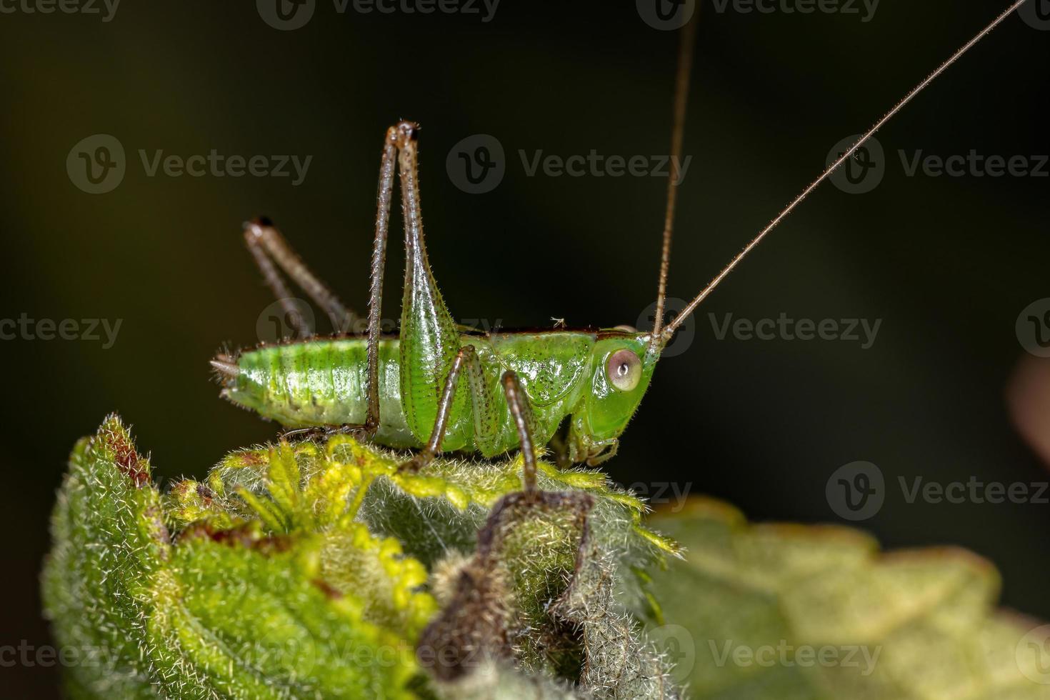 ninfa katydid do prado menor foto