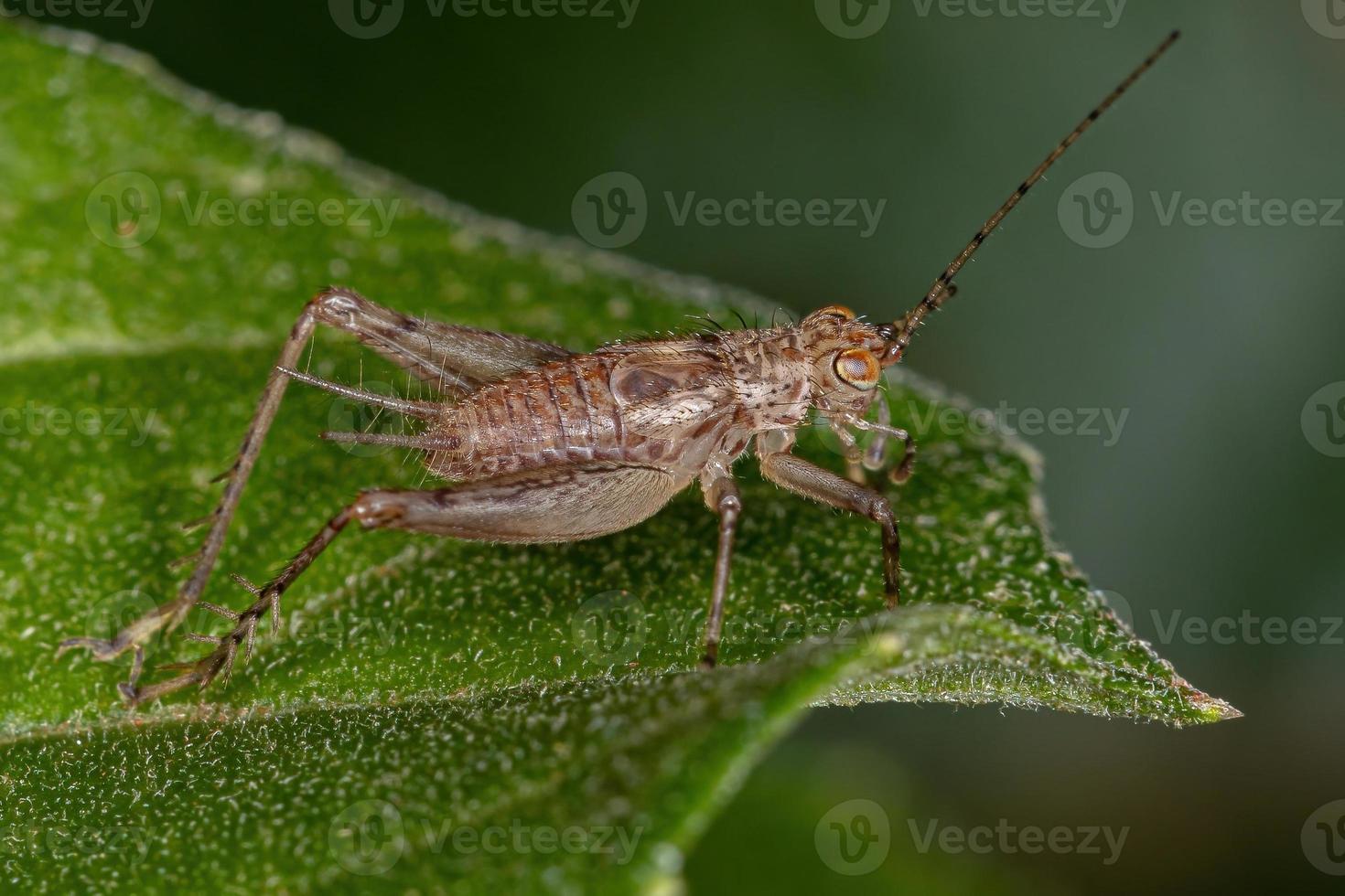 verdadeira ninfa de críquete foto