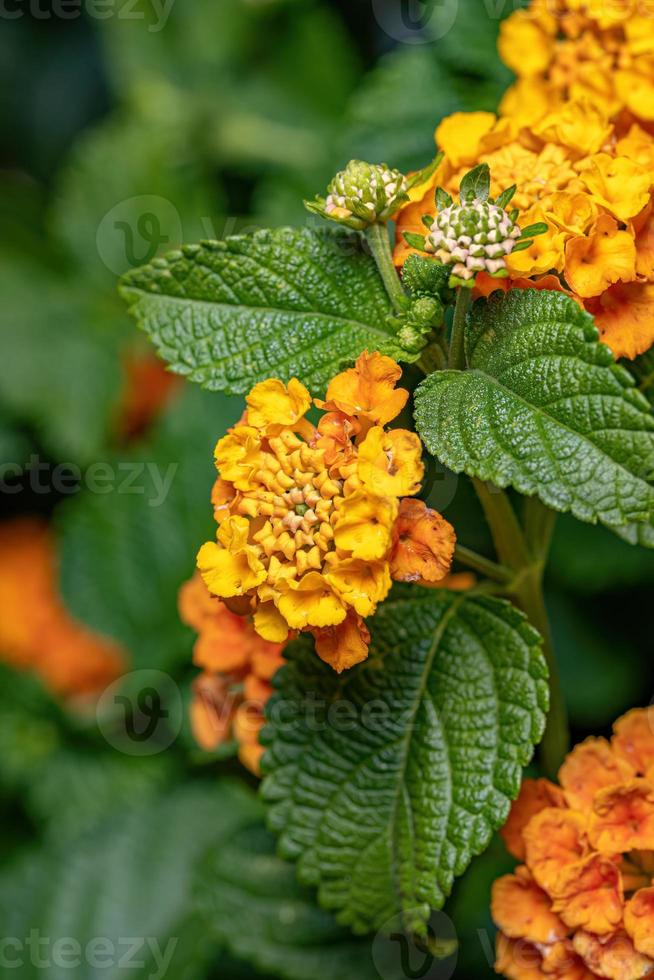 flor de lantana comum foto