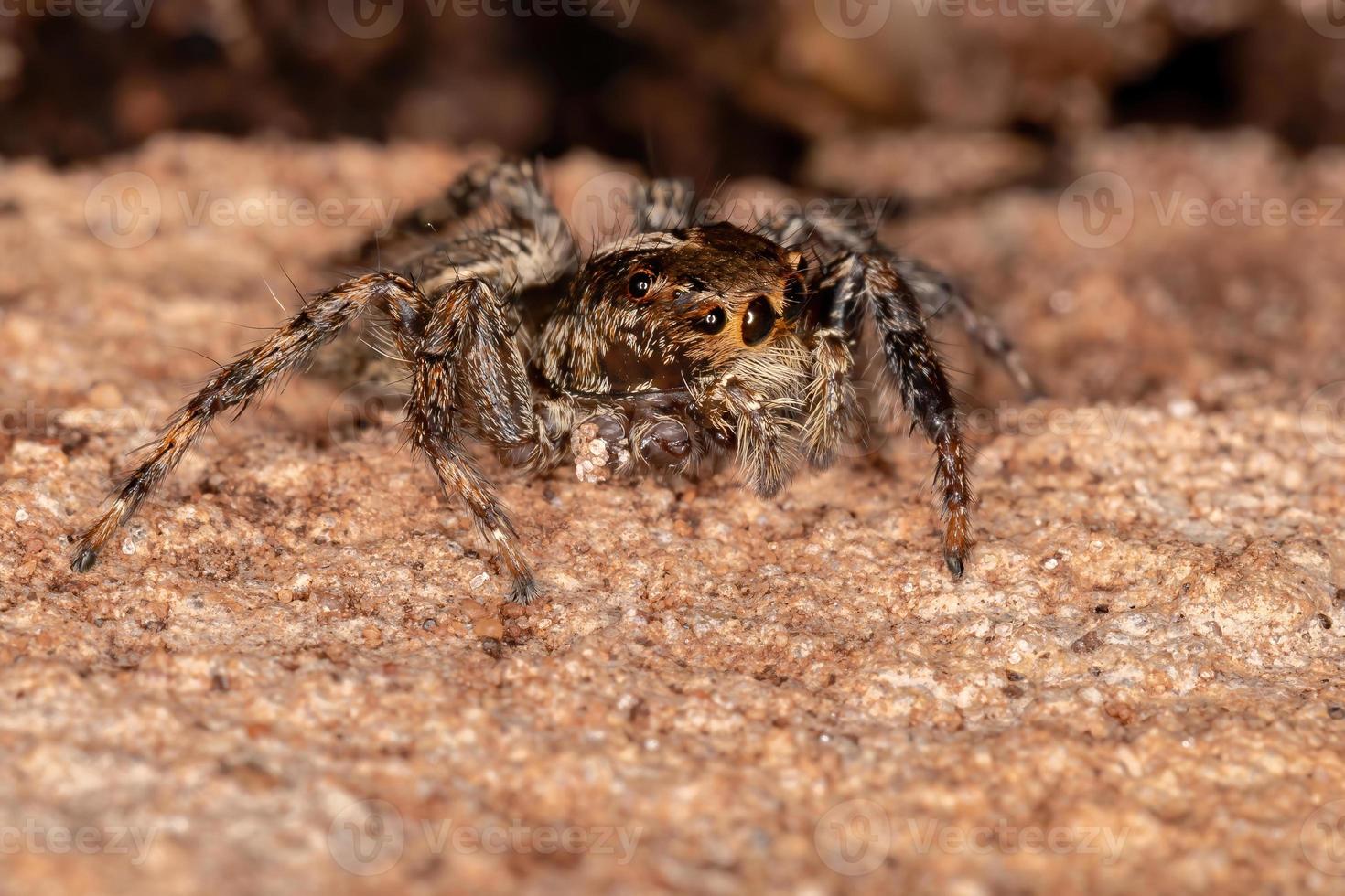 aranha saltadora pantropical foto