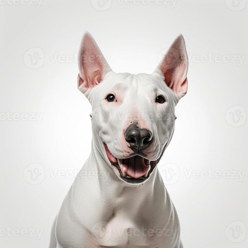 ai gerado touro terriers isolado em branco fundo. ai generativo foto