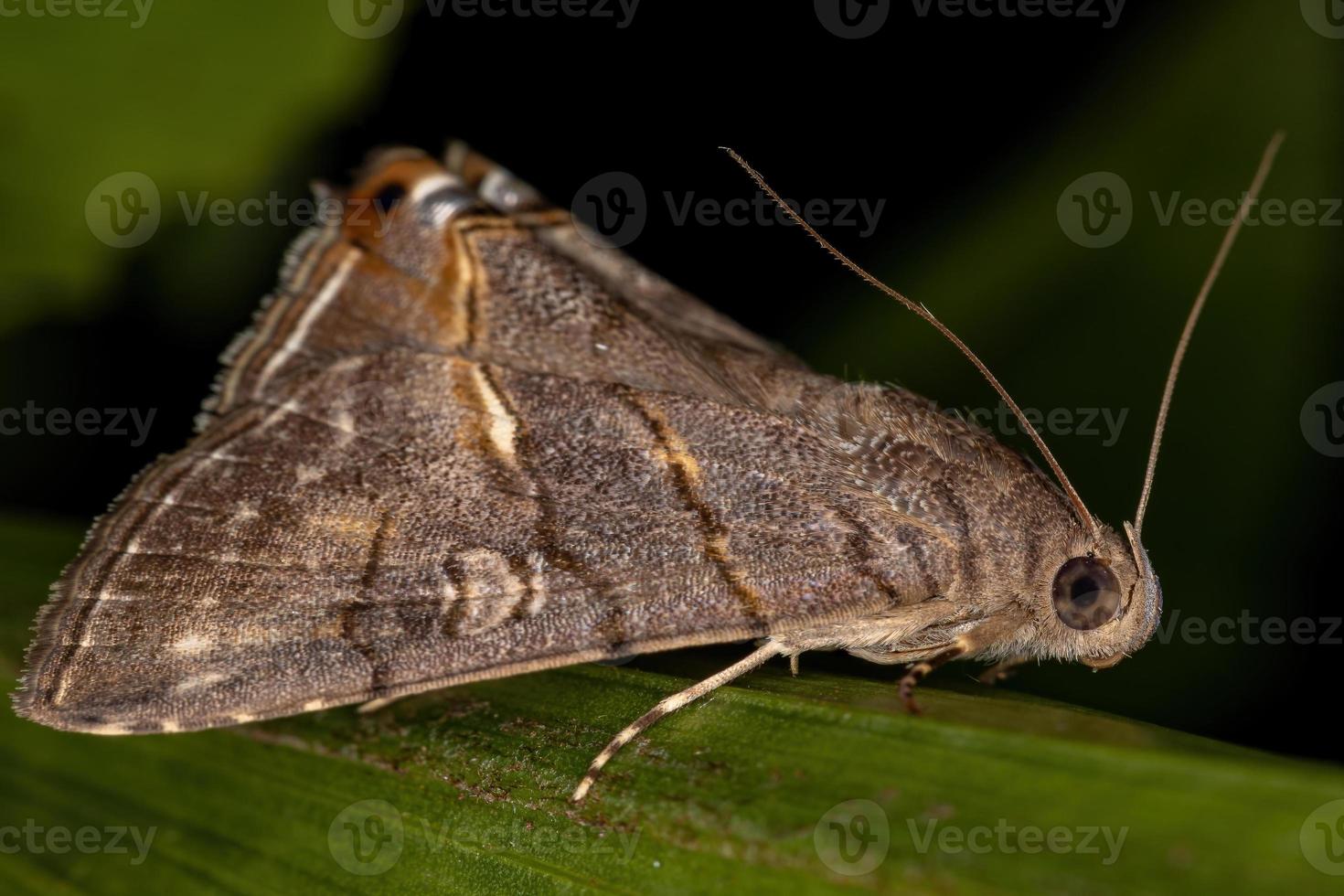 mariposa adulta underwing foto