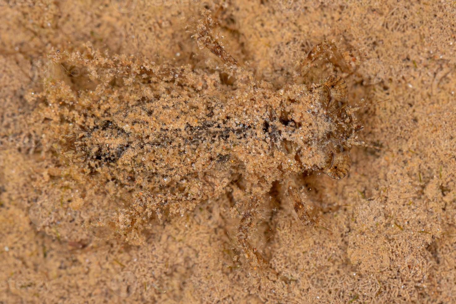 libélula imatura submersa camuflada na areia foto