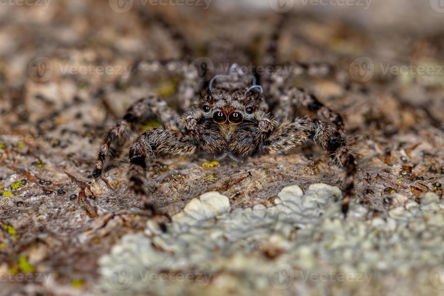 aranha saltadora macho adulto foto