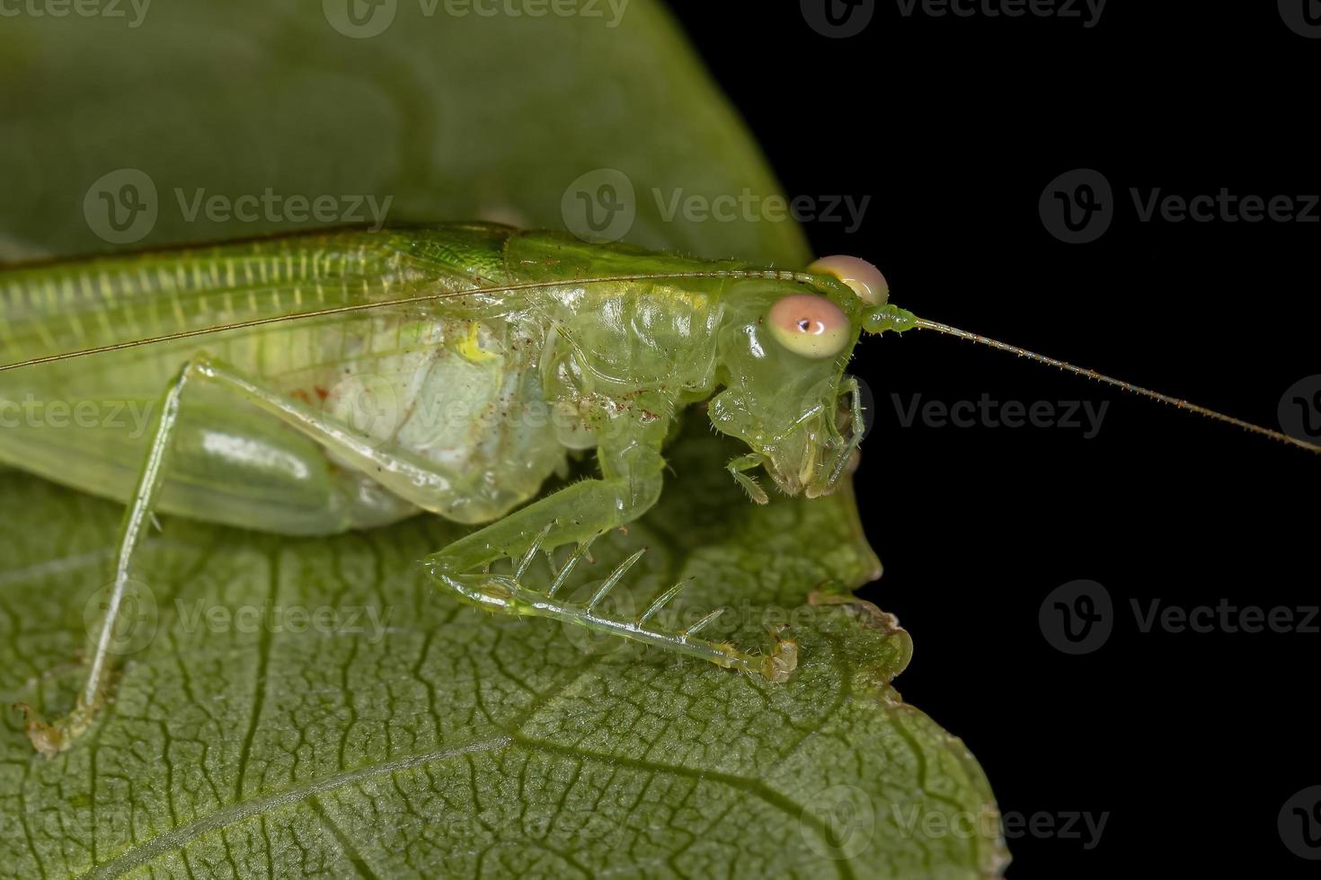 Katydid adulto quieto foto