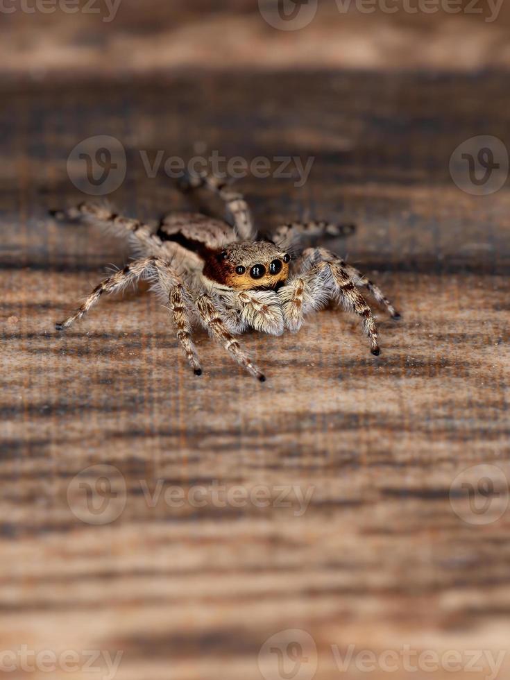 aranha saltadora de parede cinza foto