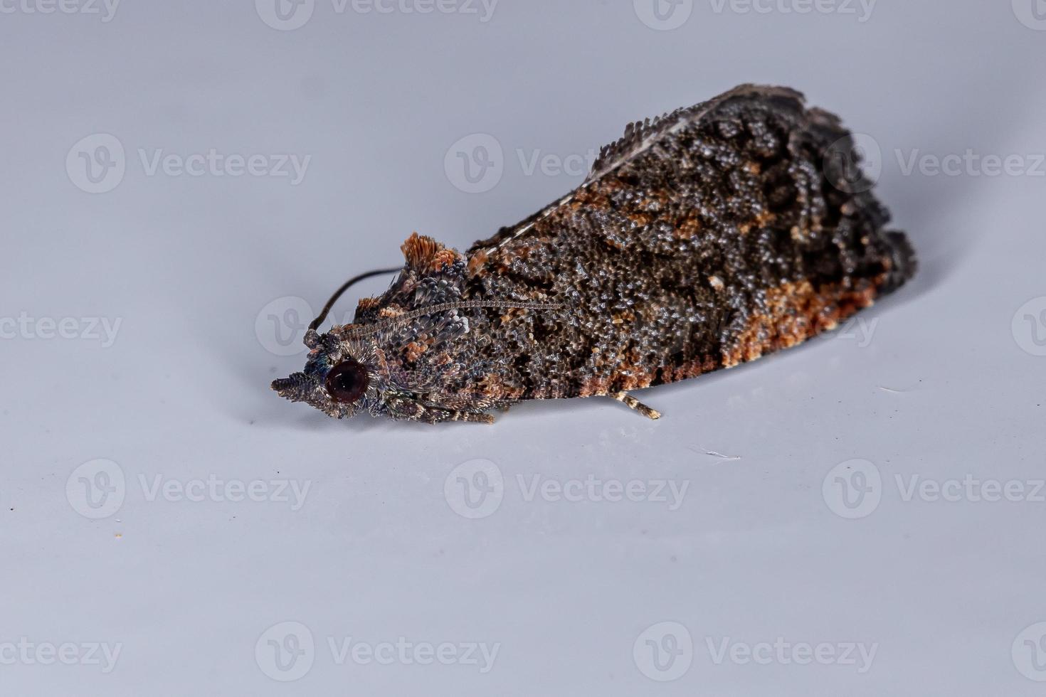 mariposa leafroller olethreutina foto