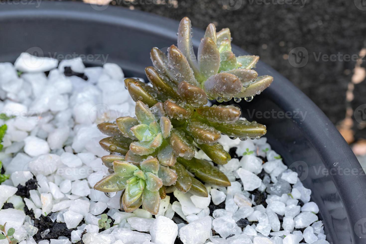 planta crasulácea com gotas de chuva foto