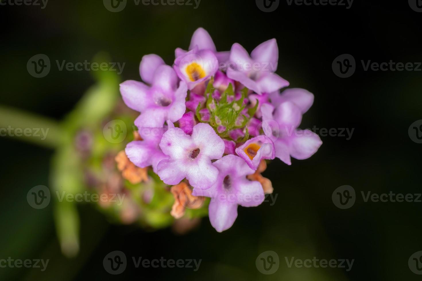 flor da planta pipoca lavanda lantana foto