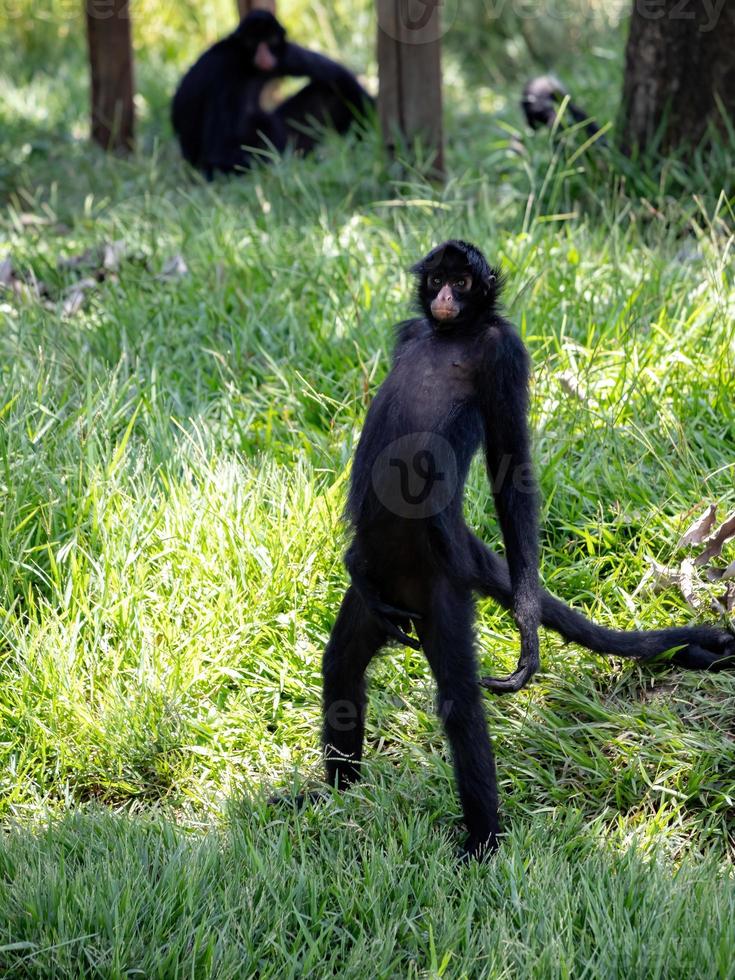 macaco-aranha preto de cara preta foto