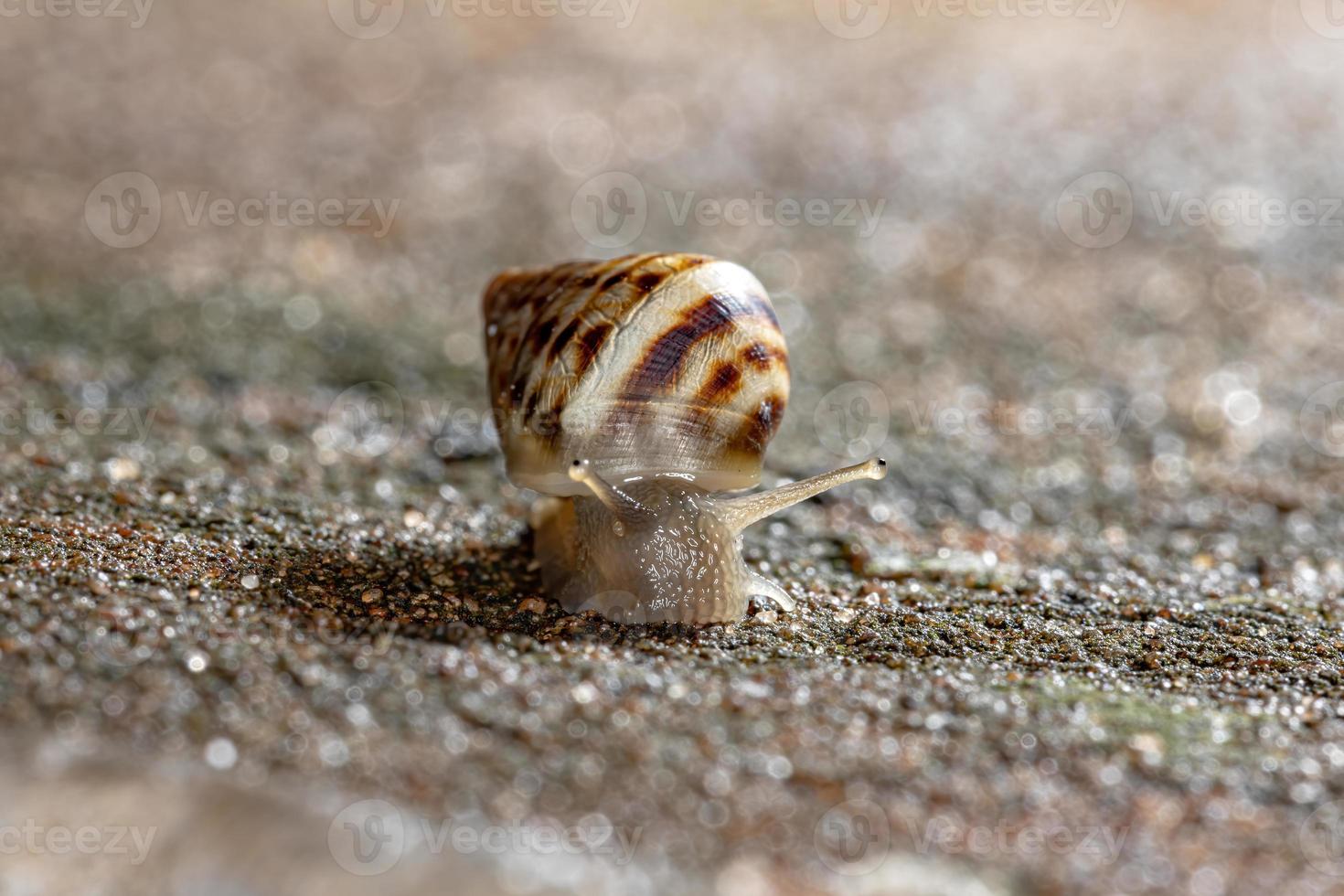 caracol gigante africano foto