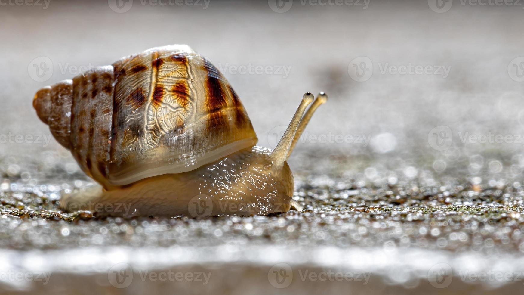 caracol gigante africano foto