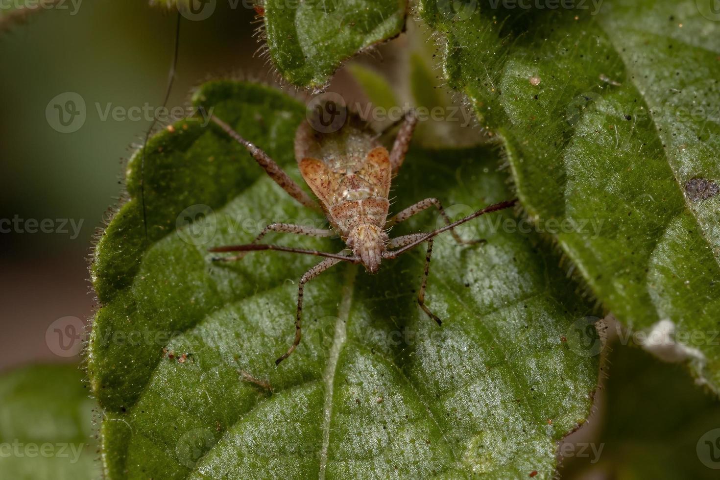 ninfa do bug pentatomomorfo foto