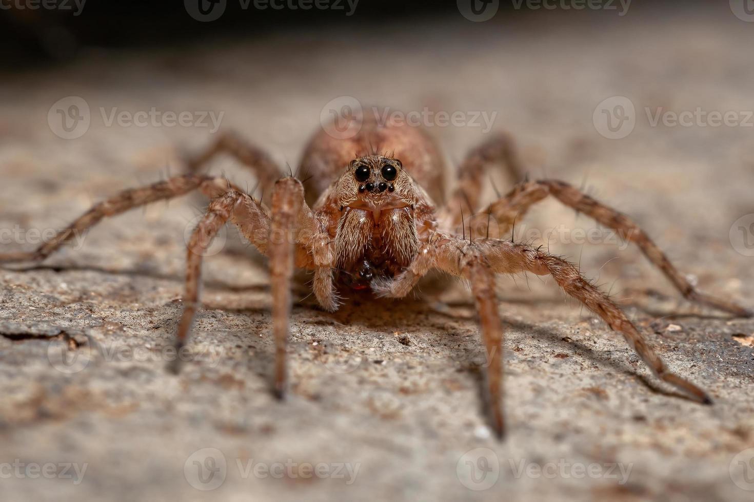 aranha lobo adulta foto