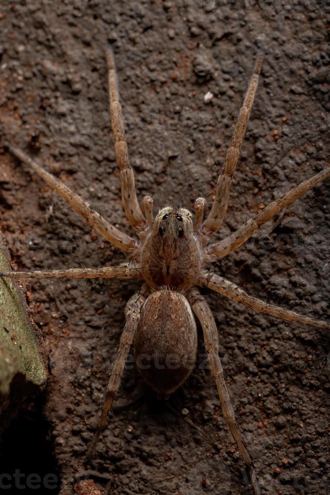 aranha lobo adulta foto